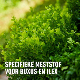 Compo Buxus voeding | Compo | 1 liter (Vloeibaar) 1444332017 K170116094 - 3