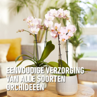 Compo Orchideeën voeding | Compo | 20 stuks (Staafjes) 1197802017 K170116089 - 6