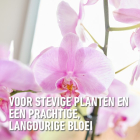 Compo Orchideeën voeding | Compo | 20 stuks (Staafjes) 1197802017 K170116089 - 7