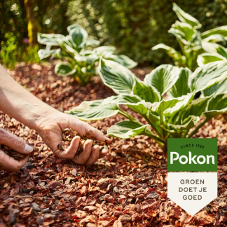 Pokon Cacaodoppen | Pokon | 40 liter (Natuurlijk) 722328 C170505348 - 4