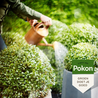 Pokon bio buxus & ilex voeding | 500 ml 7100313100 C170112309 - 5