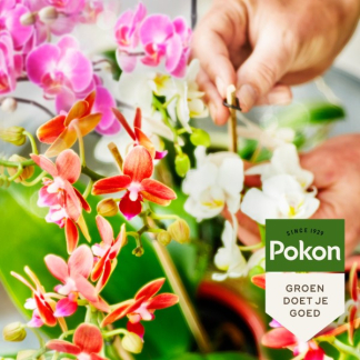 Pokon bio orchidee voeding | 250 ml 7800313100 C170112305 - 5