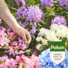 Pokon hortensia, rhododendron & azalea mest | 2.5kg 7202010014 C170112312 - 5