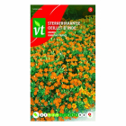 VT Bloemzaden Sterafrikaantje | VT | 10 stuks (Oranje)  W170116630 - 2