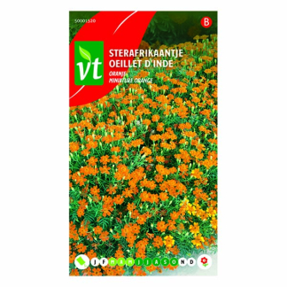 VT Bloemzaden Sterafrikaantje | VT (Oranje) 50001520 K170116630 - 1