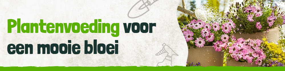 Plantenvoeding voor een mooie bloei