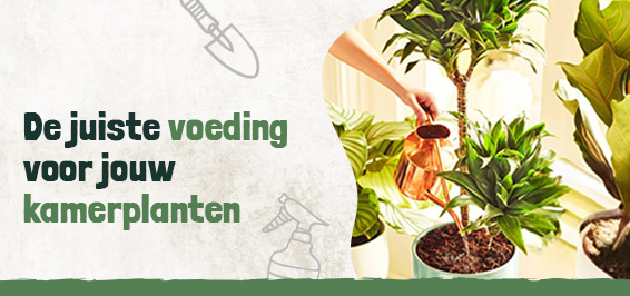 Voeding voor borderplanten