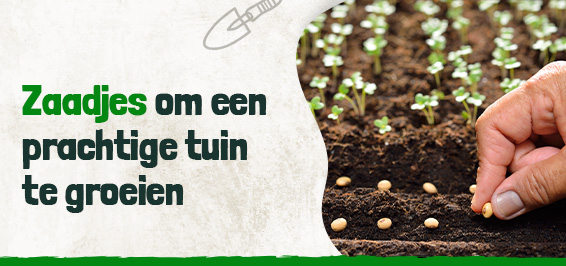 Zaadjes om een prachtige tuin te groeien