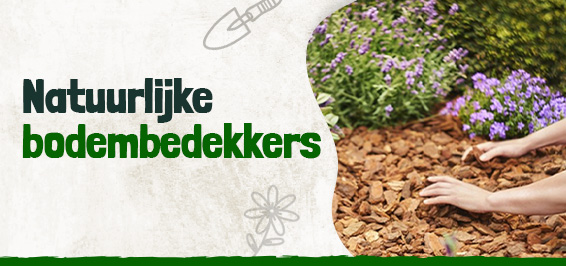 Natuurlijke bodembedekkers voor een onderhoudsvrije tuin