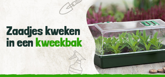 Zaadjes kweken in een kweekbak