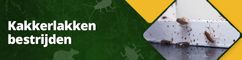 Hoe kun je kakkerlakken bestrijden?