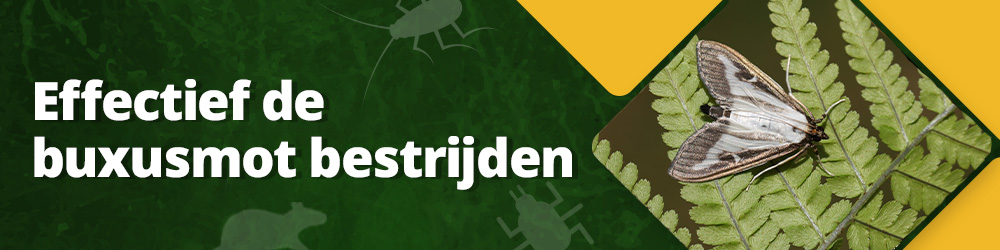 Effectief de buxusmot bestrijden