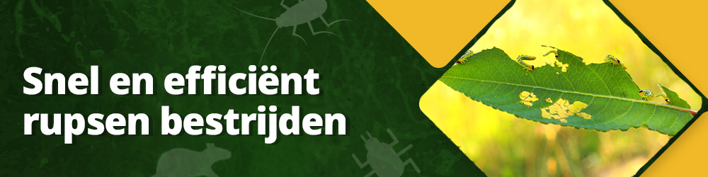 Snel en efficiënt rupsen bestrijden