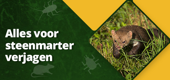 Alles voor steenmarter verjagen kopen?