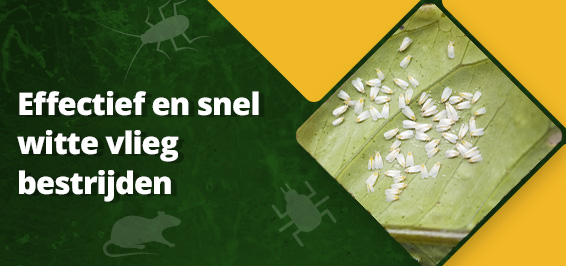Effectief en snel witte vlieg bestrijden